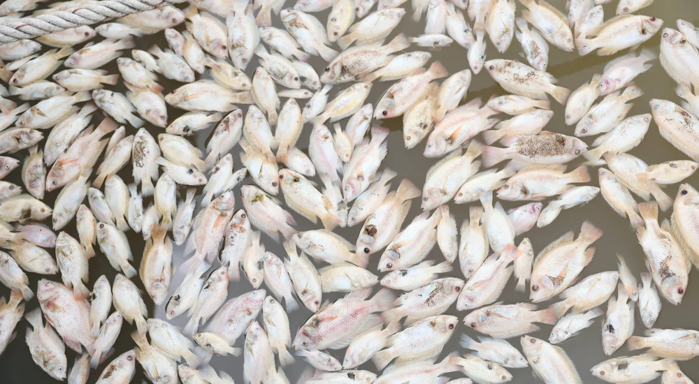 Cá chết hàng loạt ở các bè nuôi. Ảnh: TA