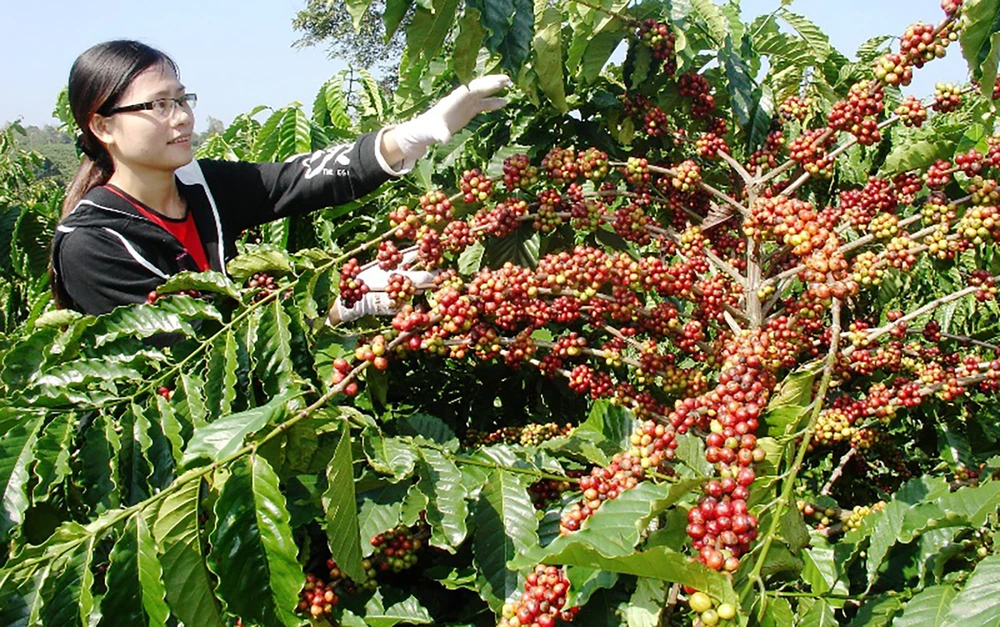 Cà phê vẫn là sản phẩm chủ lực của các tỉnh ở Tây Nguyên. Ảnh: LÊ KIẾN