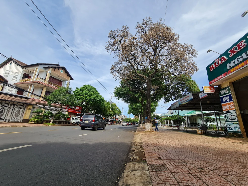 Một cây hoa sữa ở đường Mai Hắc Đế đã chết khô. Ảnh: VŨ LONG