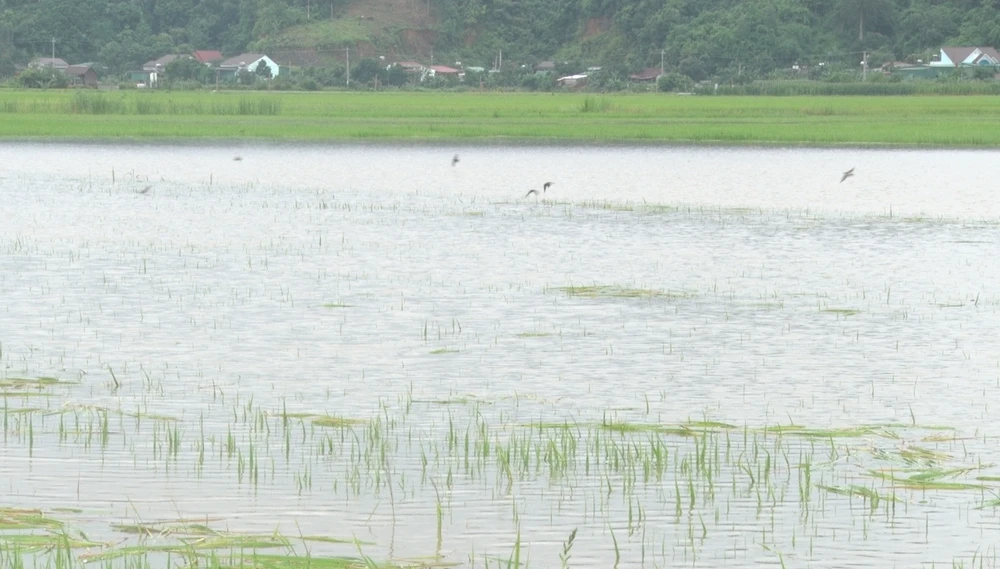 Nhiều diện tích lúa ở xã Buôn Triết bị ngập. Ảnh: QM