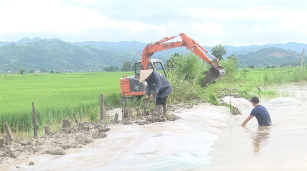 Người dân xã Buôn Triết, huyện Lắk, tỉnh Đắk Lắk tạo đê ngăn nước ngập tràn vào ruộng. Ảnh: QM