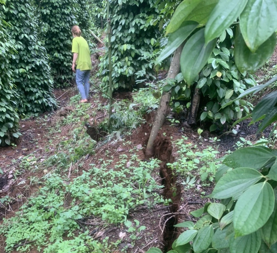 Sụt lún đất tại rẫy nhà dân. Ảnh: AX