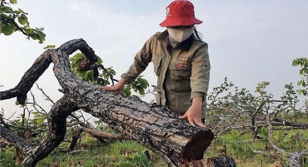 Vụ hủy hoại hơn 400 ha rừng ở địa bàn xã Ea Tờ Mốt, huyện Ea Súp hồi tháng 4-2022. Ảnh: HT Vụ hủy hoại hơn 400 ha rừng ở địa bàn xã Ea Tờ Mốt, huyện Ea Súp hồi tháng 4-2022. Ảnh: HT