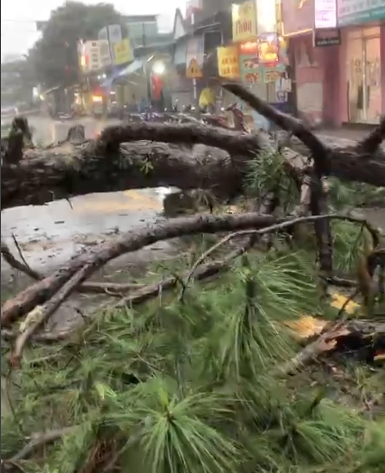 Cây xanh ngã đỗ chắn ngang đường. Ảnh: NH