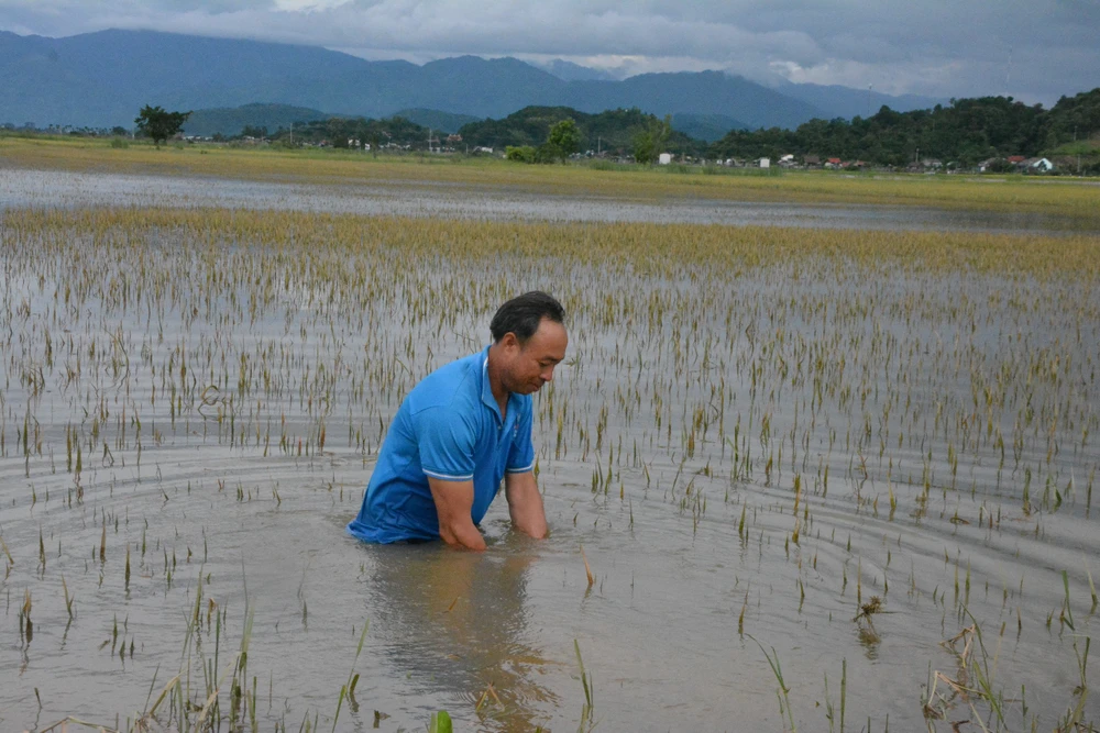 Nông dân ở huyện Lắk chịu thiệt hại nặng nề do mưa kéo dài. Ảnh: TA