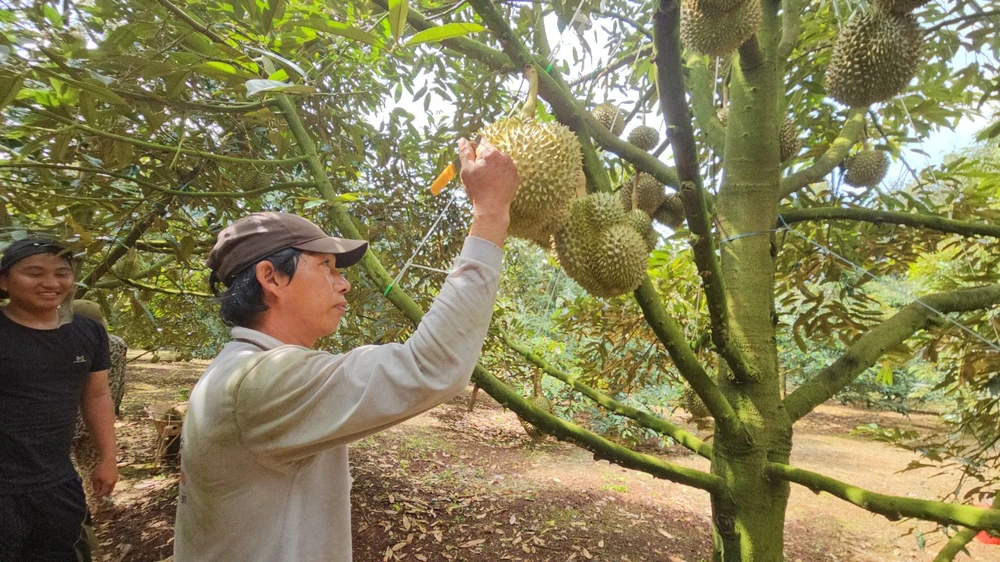 Nông dân Đắk Lắk chuẩn bị cho mùa thu hoạch sầu riêng. Ảnh: HT