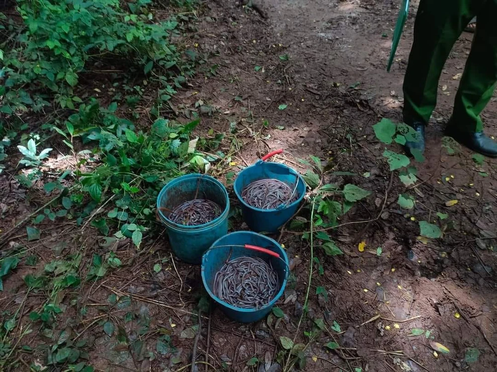 Dùng kích điện bắt giun đất