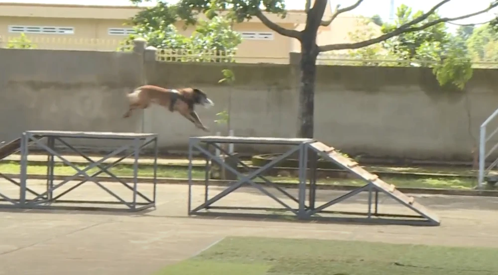 huấn luyện chó nghiệp vụ