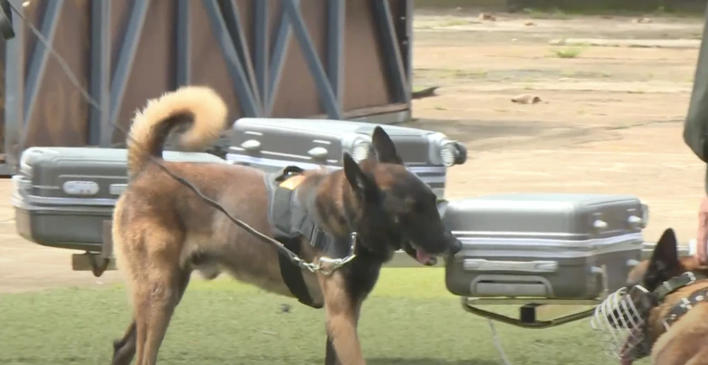 huấn luyện chó nghiệp vụ