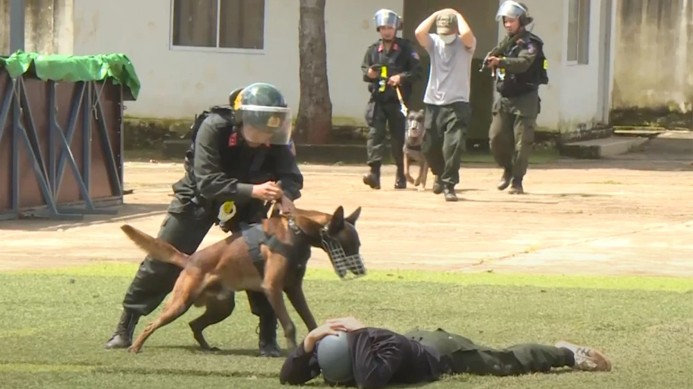 huấn luyện chó nghiệp vụ