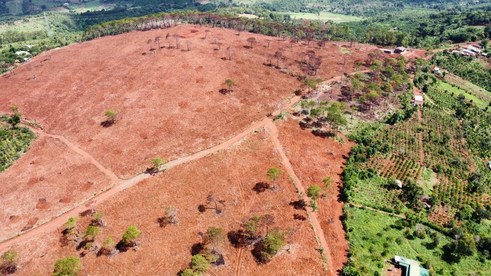 Hình ảnh rừng thông nghi bị đốt