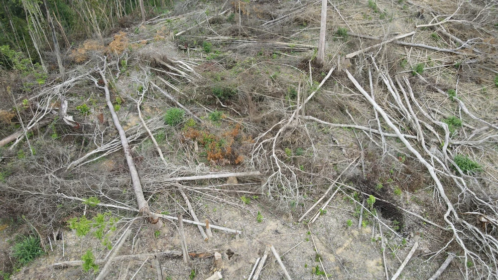 Độ che phủ rừng.jpg