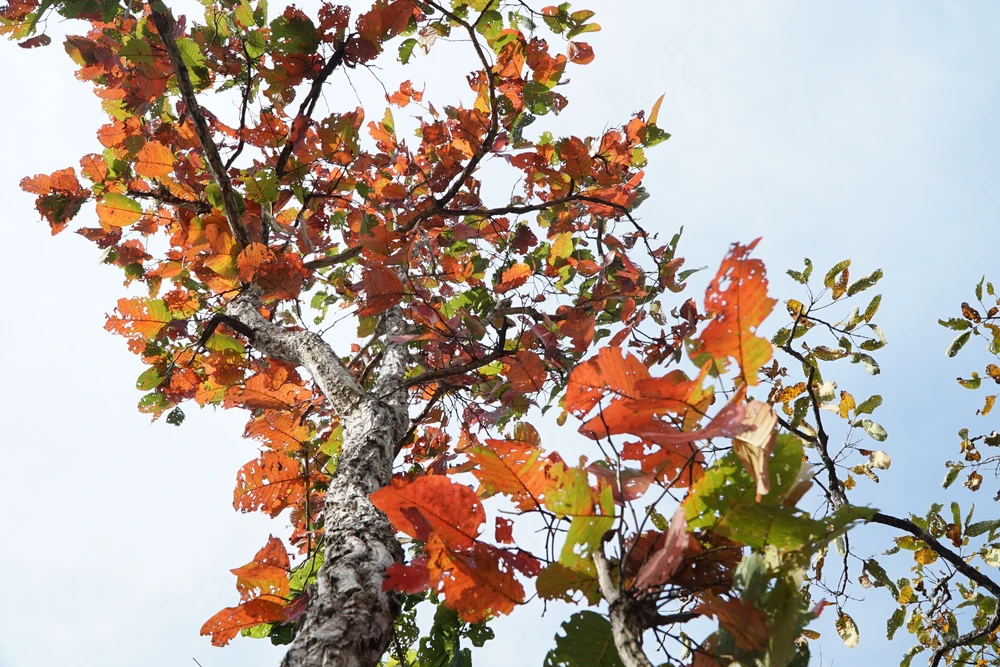 Vẫn theo anh Trần Đức Phương, nhiều người đến Vườn Quốc gia Yok Đôn vào mùa này hay ví von rằng, những cánh rừng khộp đổi từ màu xanh sang màu đỏ, đẹp như khung cảnh <u>ở châu Âu</u>. Đồng thời, chứng kiến, cảm nhận rõ thời điểm này đang giao mùa ở vùng được xem là khốc liệt vào mùa khô. Cũng có nhiều thợ săn ảnh đến đây “chớp” lại khoảnh khắc những con chim gõ kiến đang “xây nhà” trên những thân cây gỗ dầu.