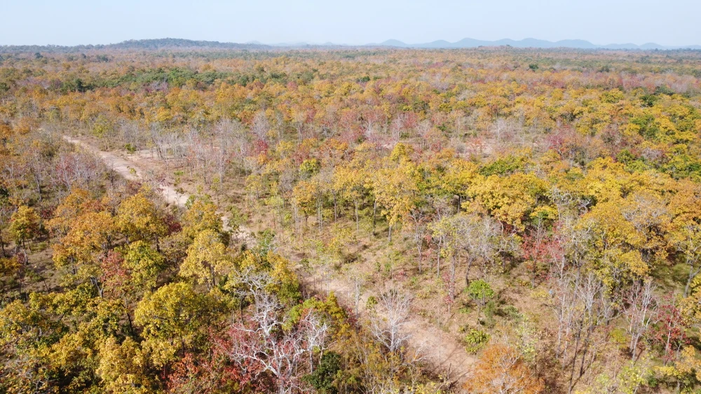 rừng khộp thay lá