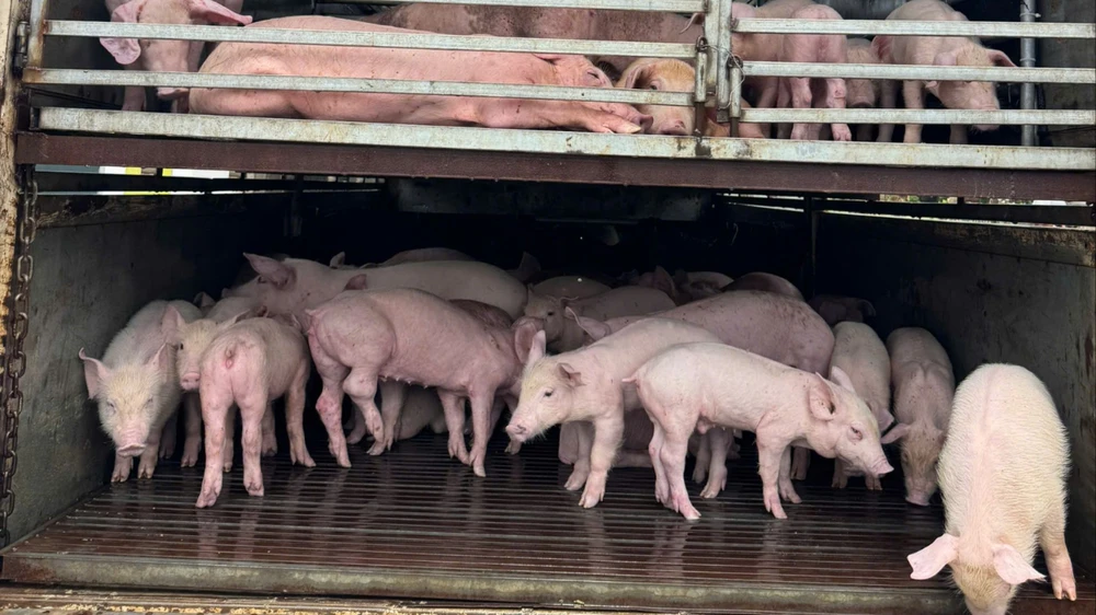 dịch tả lợn châu Ph.jpg