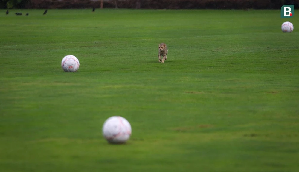 Mèo chạy vào sân, điềm gì sẽ đến với Indonesia?