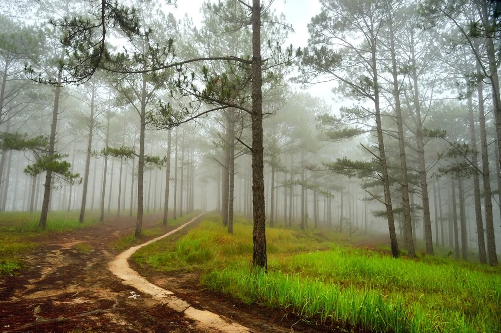 binh-minh-da-lat-dep-nap-long-2