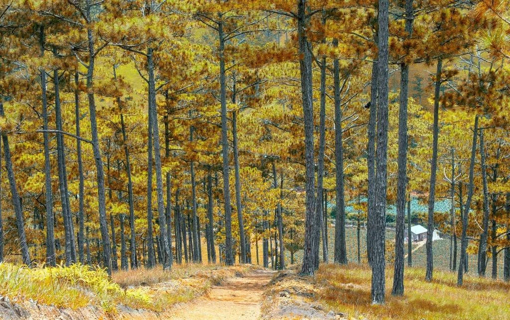 binh-minh-da-lat-dep-nap-long-6