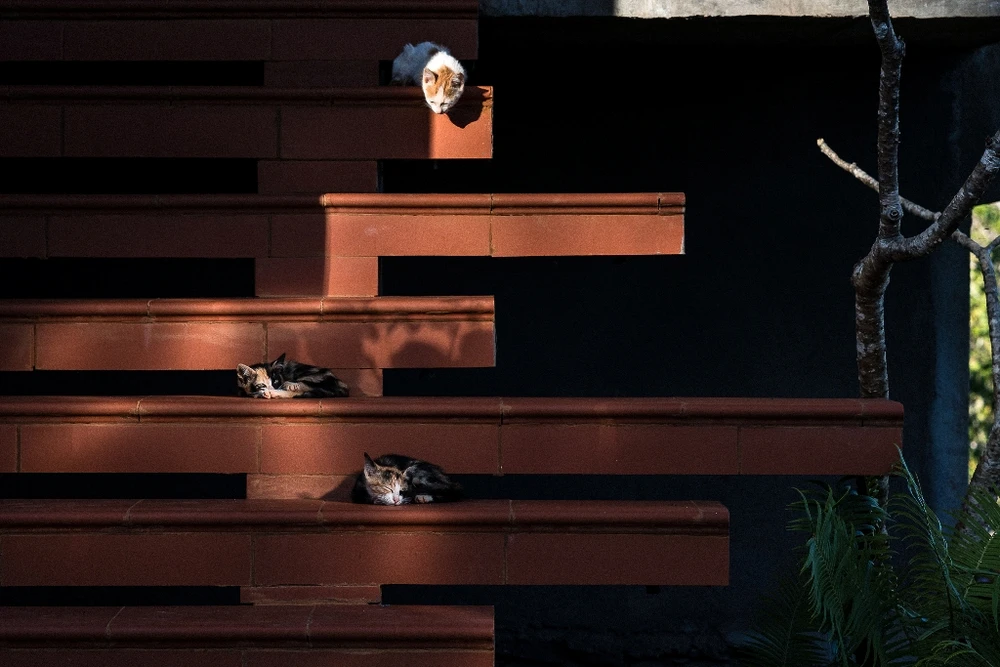 ngoi-nha-hinh-la-sau-rieng-5