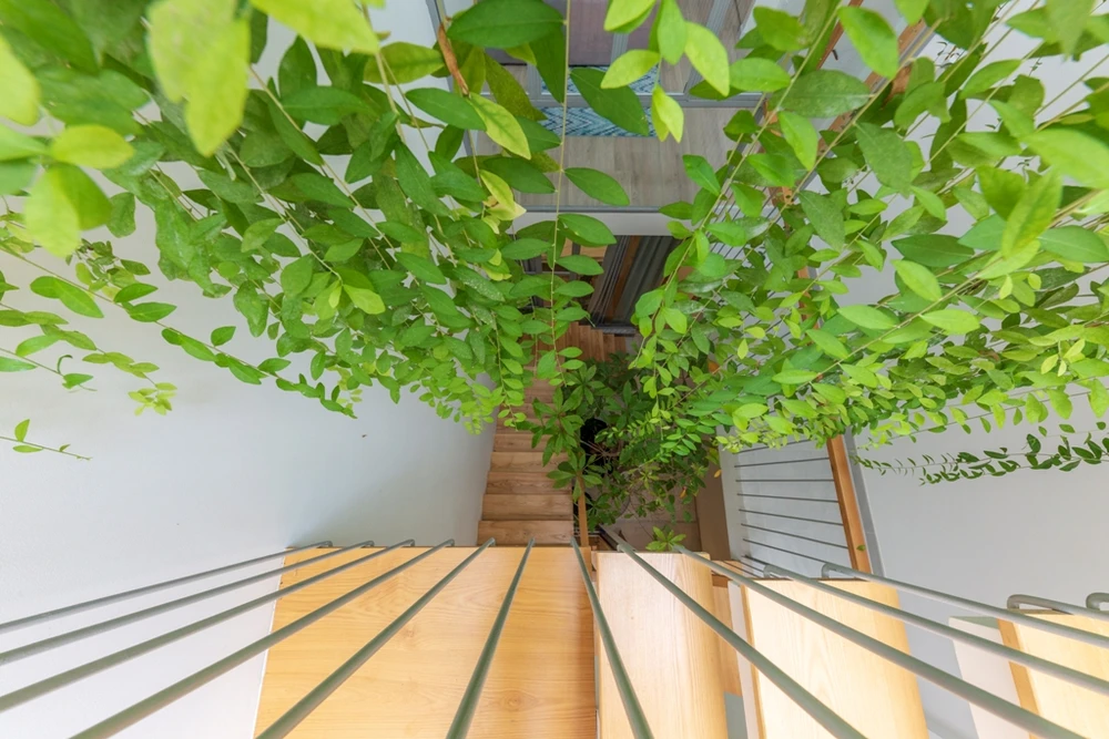 mat-tien-gai-goc-nhu-qua-sau-rieng-14