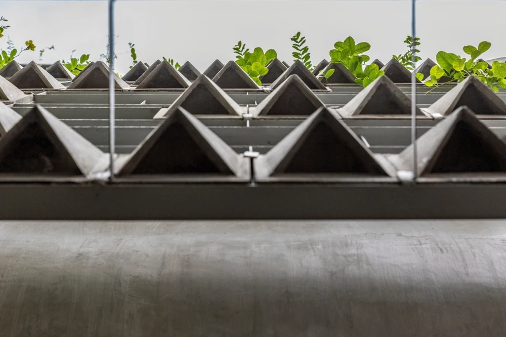 mat-tien-gai-goc-nhu-qua-sau-rieng-3