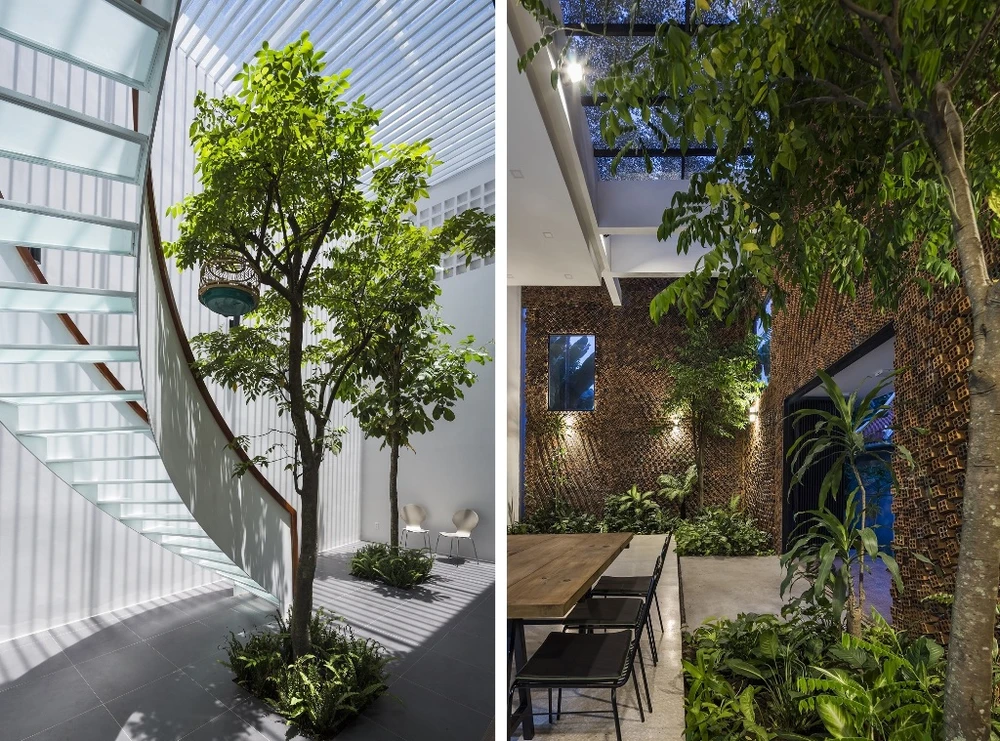 chon-cay-gi-trong-trong-nha-2