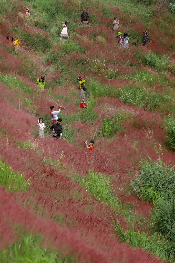 mua-co-hong-da-lat-10