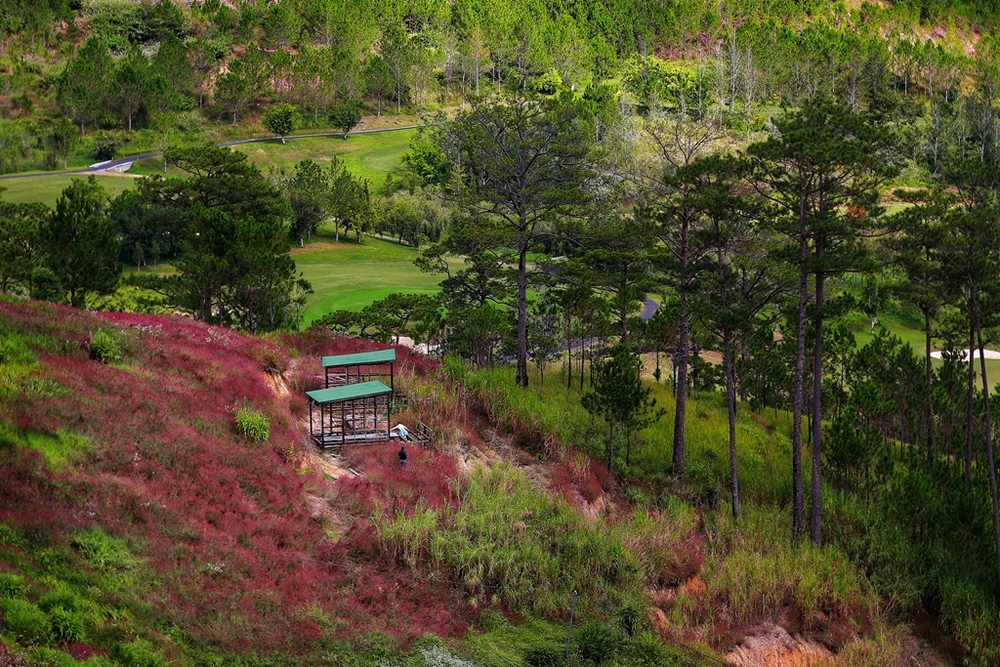 mua-co-hong-da-lat-11