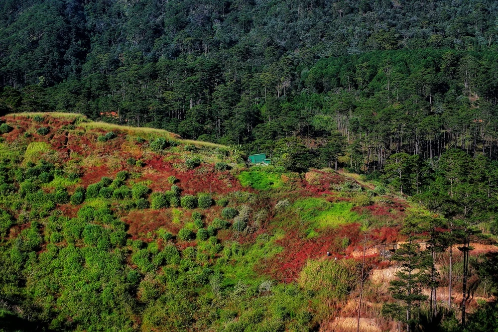 mua-co-hong-da-lat-12