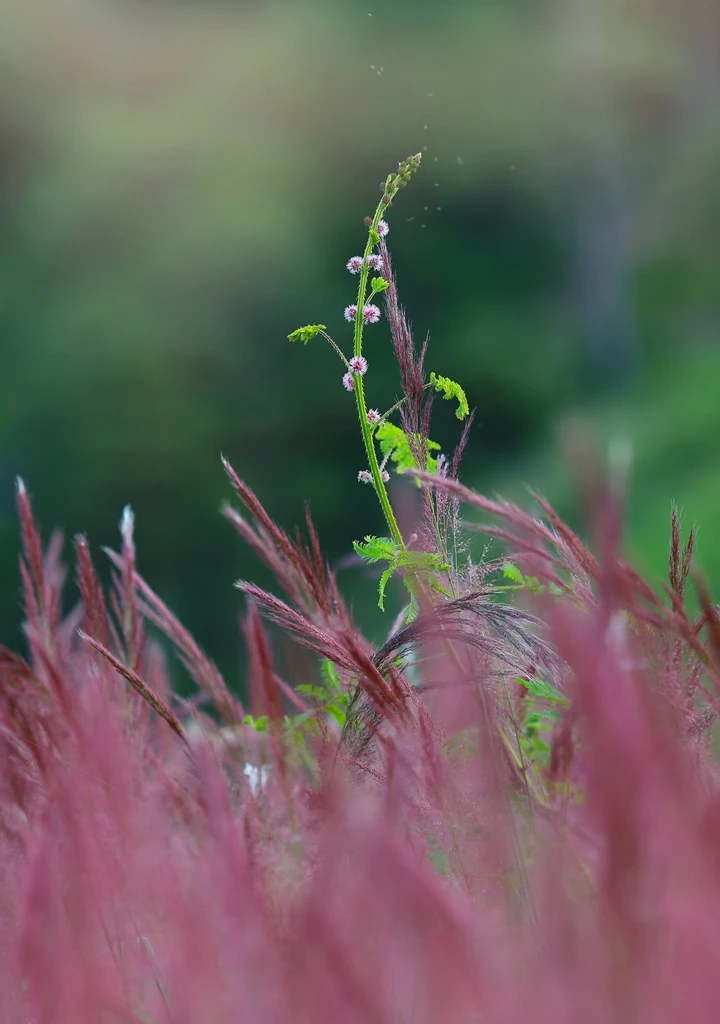 mua-co-hong-da-lat-13