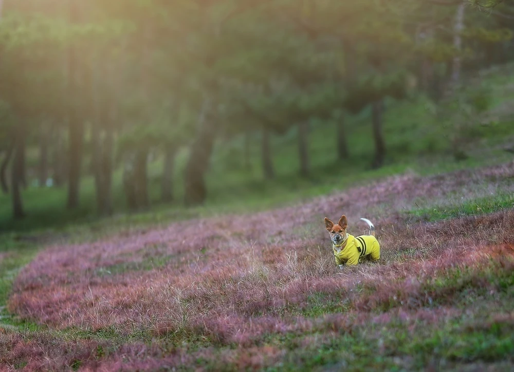 mua-co-hong-da-lat-14