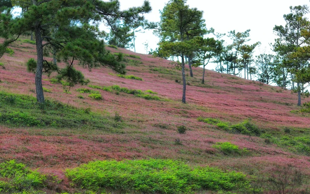 mua-co-hong-da-lat-15