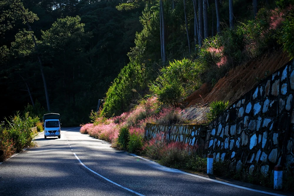 mua-co-hong-da-lat-4