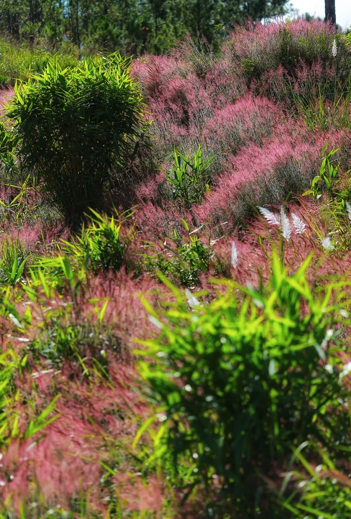 mua-co-hong-da-lat-6