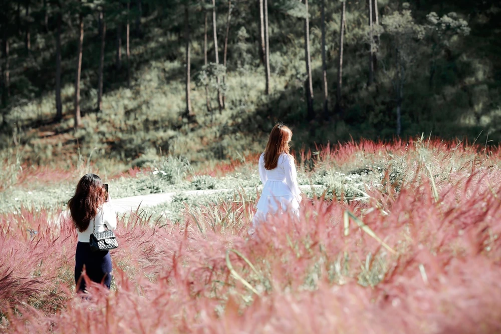 mua-co-hong-da-lat-9