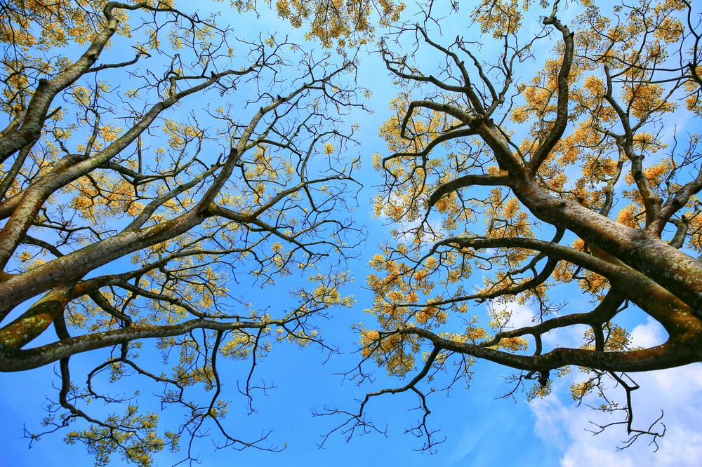 mua-hoa-phuong-vi-hoa-vang-9