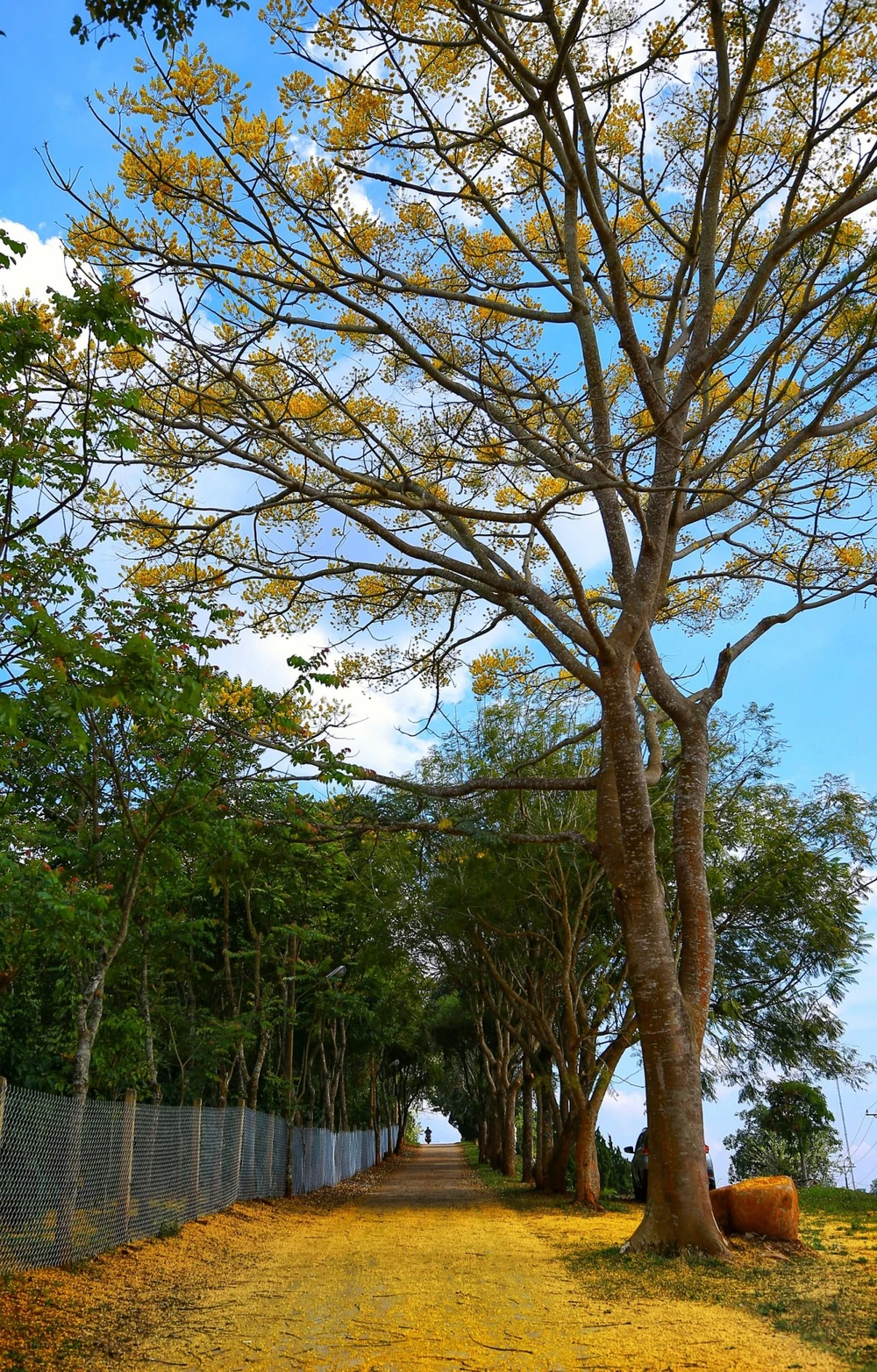 mua-hoa-phuong-vi-hoa-vang-13