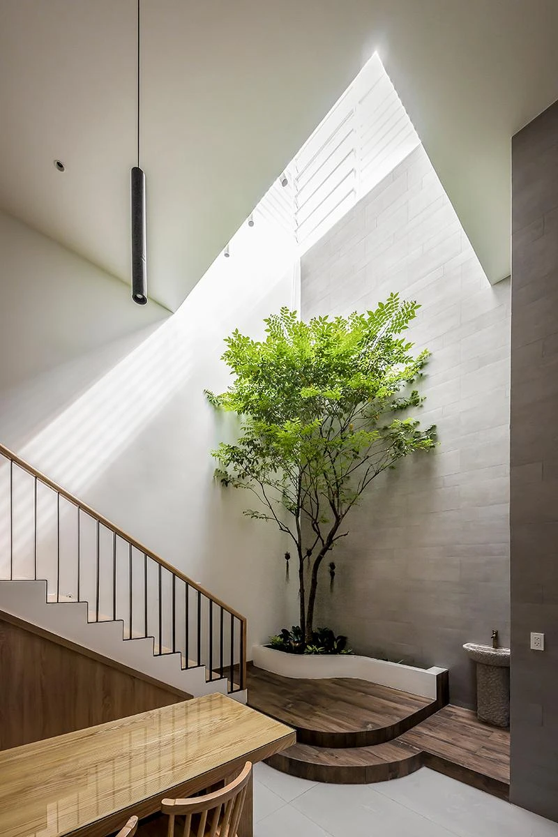 Kiến trúc sư thiết kế ngôi nhà quanh cây sala hiện hữu, cây sala vừa là kỷ niệm cũng vừa để che nắng hướng tây cho ngôi nhà.