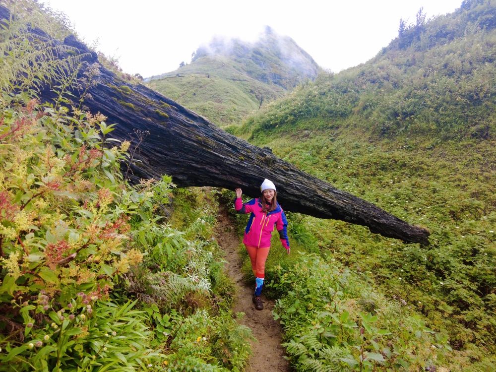 Trên đường đi, ngoài khung cảnh hoang sơ của cây dương sỉ thì ven đường còn những khoảng đồi rợp hoa mua tím.