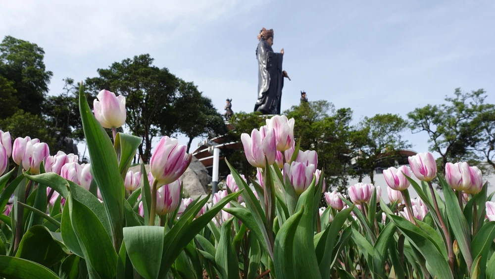 Sắc hoa trên đỉnh núi Bà Đen là điểm nhấn thu hút du khách đến đây. Sắc hoa trên đỉnh núi Bà Đen là điểm nhấn thu hút du khách đến đây.