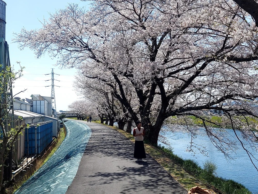 Hoa đào nở rộ dọc dòng sông dòng Urui thuộc tỉnh Shizuoka.