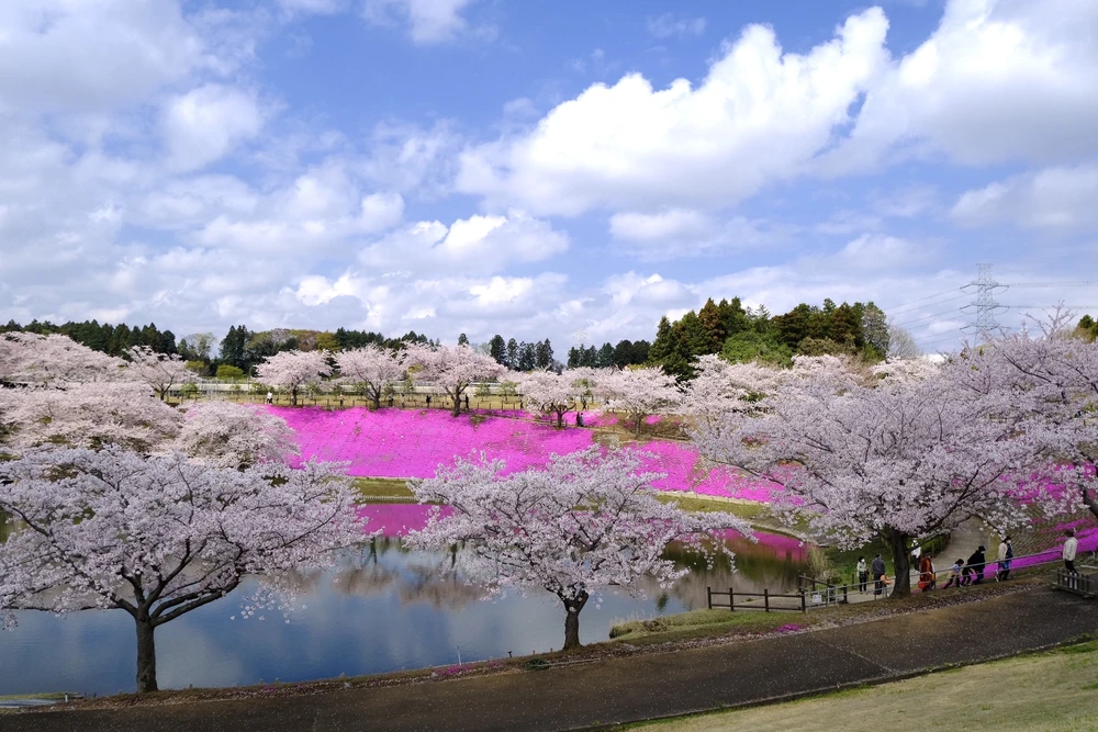 Bên trên là hoa anh đào, bên dưới là thảm hoa tử đằng hồng.