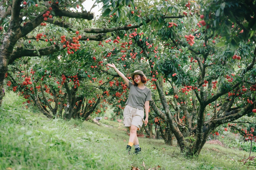 Chị Hoàng Thùy Dương trong chuyến du lịch vào mùa vải chín tại huyện Lục Ngạn, tỉnh Bắc Giang.