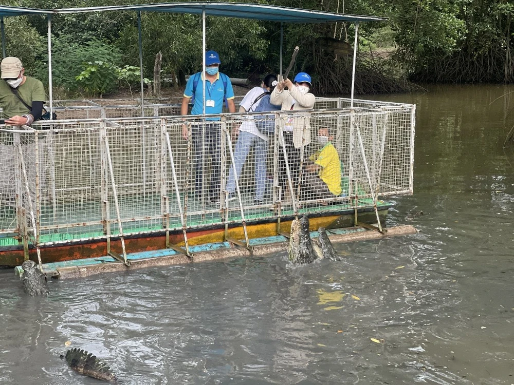 Du khách thích thú với hoạt động câu cá sấu tại khu du lịch sinh thái Vàm Sát (huyện Cần Giờ).