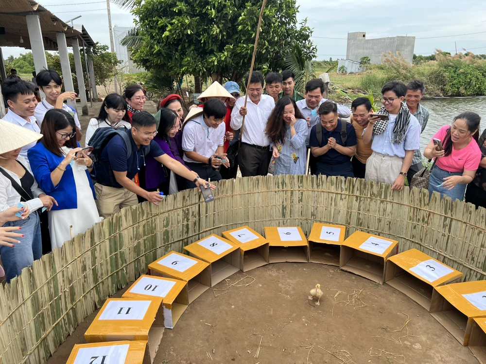 Trò chơi lô tô vịt tại ấp Cồn Ông, Trà Vinh được du khách thích thú.