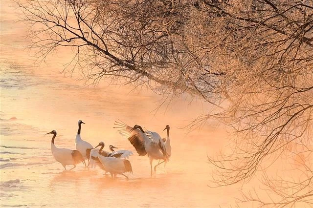 Du khách đến với Kushiro (Nhật Bản) có thể ngắm những chú sếu đầu đỏ.