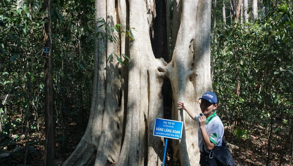 Chị Thanh Vy, một hướng dẫn viên tại rừng Nam Cát Tiên cho biết khu vực này rất thu hút du khách trong và ngoài nước đến tham quan, khám phá thảm động thực vật. Thảm thực vật vô cùng đa dạng với hệ thống rừng cổ thụ gồm những loại cây họ tung, cây si, cây bằng lăng, cây gỗ đỏ…
