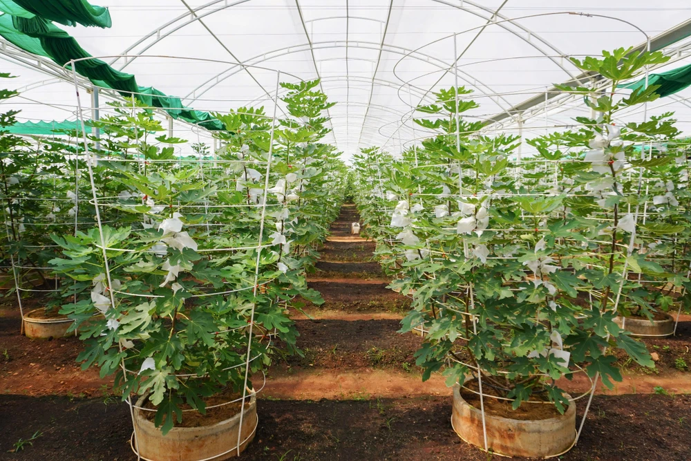 Trong dịp lễ 2-9, vườn sung Mỹ có quy mô rộng hơn 2ha tại TP Thủ Đức là nơi trải nghiệm lý tưởng cho du khách.