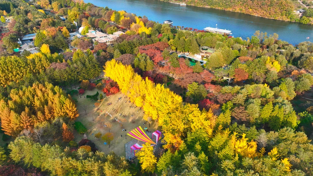 Mùa thu lá đỏ là thời điểm thiên nhiên khoác lên Hàn Quốc và Nhật Bản những sắc đỏ, cam và vàng rực rỡ, tạo nên bức tranh sống động mà du khách Việt khó lòng bỏ lỡ.