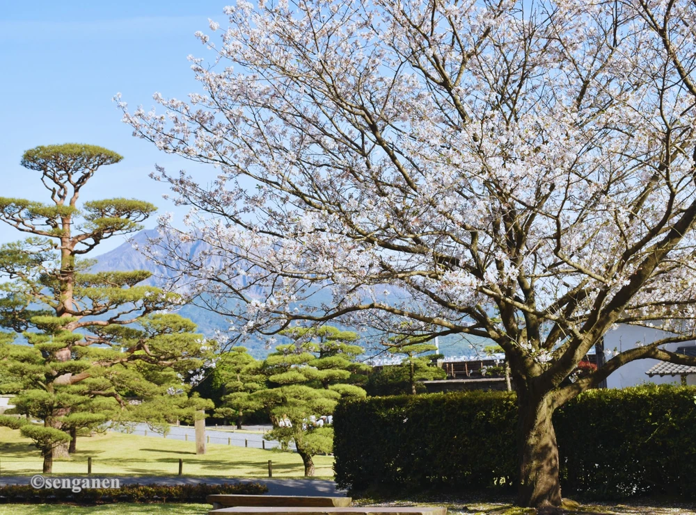 Hoa anh đào khoe sắc trong khu vườn(2)©senganen.jpg